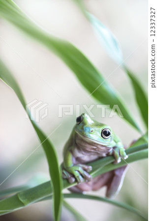 Australian Green Tree Frog 12337327