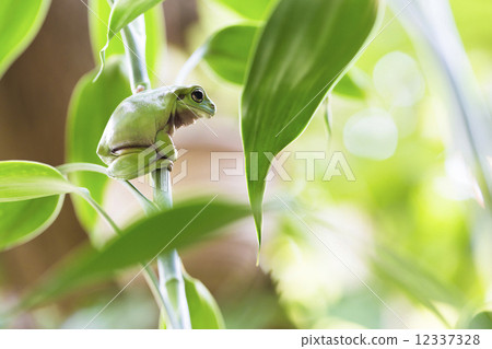 Australian Green Tree Frog 12337328