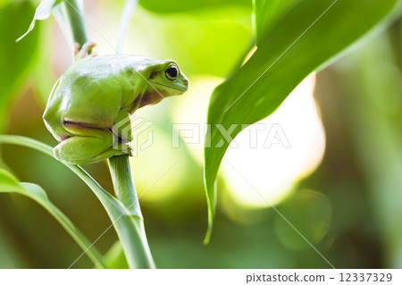 Australian Green Tree Frog Australian Green Tree Frog 12337329
