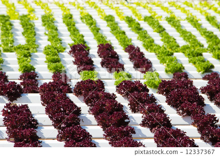 Hydroponic 12337367