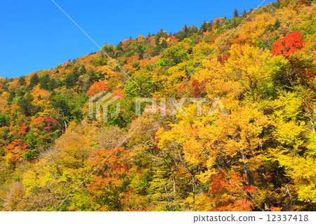 富良野,北海道秋葉森林 富良野,北海道秋葉森林 12337418
