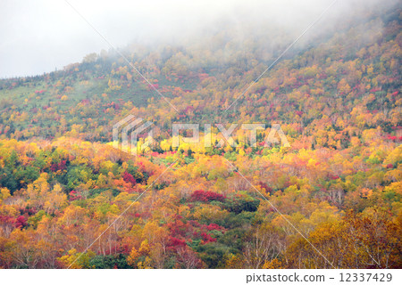 2014 Tsugaike nature park in autumn 12337429