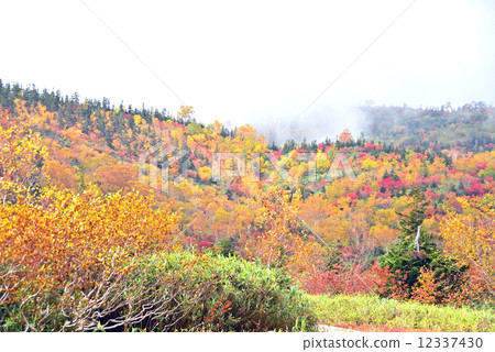 2014 Tsugaike nature park in autumn 12337430