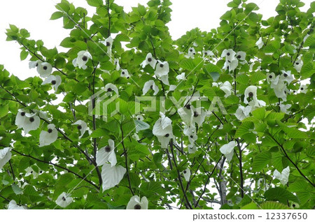 Handkerchief tree 12337650