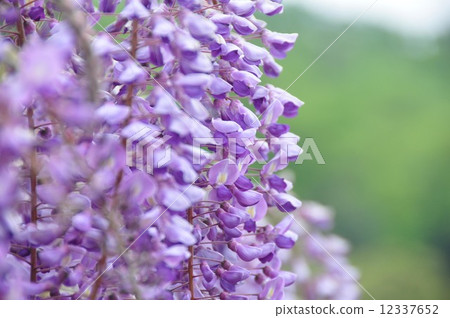  紫藤花 12337652