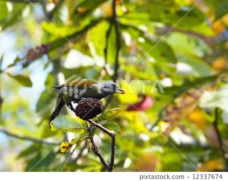 Aogera Aogera 12337674