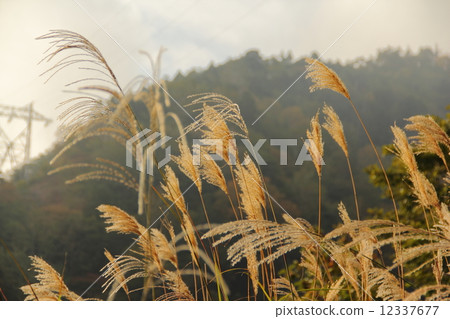 芒草 12337677