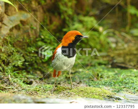 龍華紅鬍子 12337795