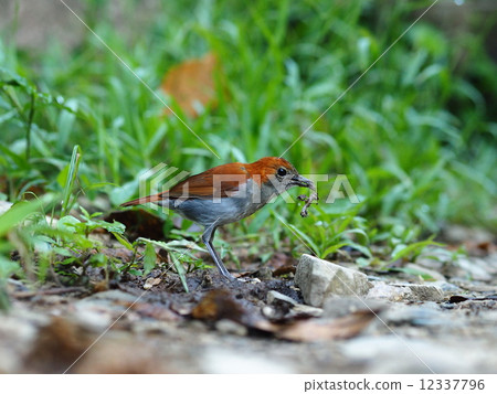 Honto wo uchige♀ 12337796