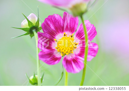 Dahlia Dahlia 12338055