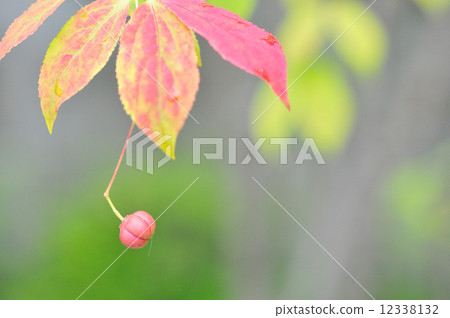 掛花真弓 12338132