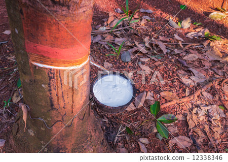 milk of rubber tree flows into a bowl 12338346