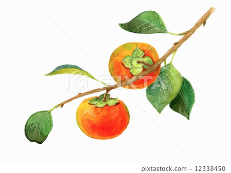 persimmon persimmon 12338450