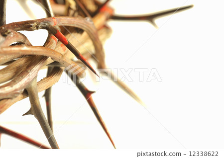 Crown of thorns 12338622