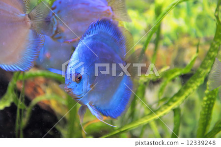 south american discus fish south american discus fish 12339248