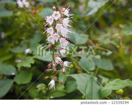Flower of Simovacilla (frost pillar) 12339294