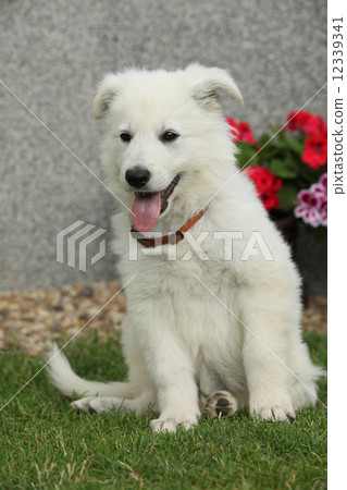 Beautiful puppy of White Swiss Shepherd Dog Beautiful puppy of White Swiss Shepherd Dog 12339341