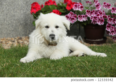 Beautiful puppy of White Swiss Shepherd Dog 12339342