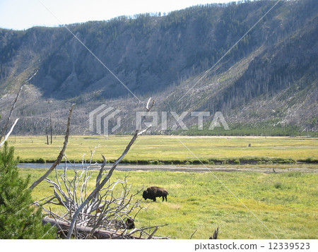 Yellowstone animals 12339523