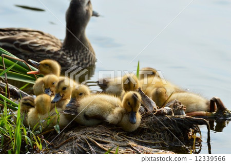 Acid caterpillars of yellow furry and mother duck Acid caterpillars of yellow furry and mother duck 12339566