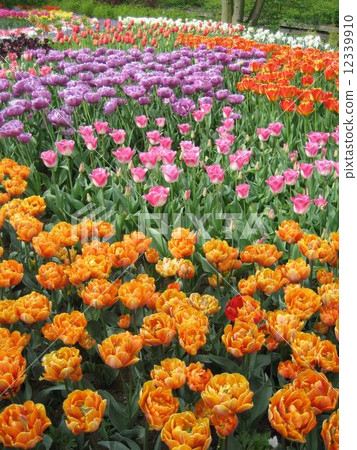 The Netherlands Keukenhof Park 12339910