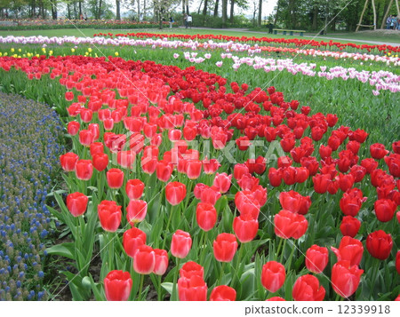 The Netherlands Keukenhof Park 12339918