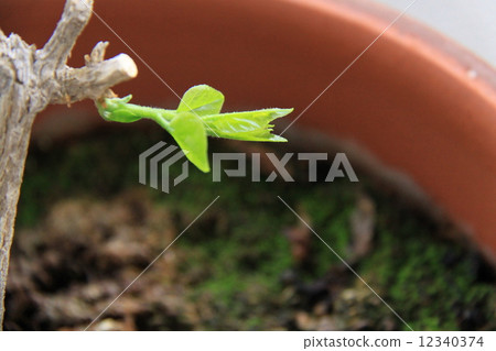 Buds of Matsurica 12340374