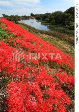 A cluster amaryllis of Tsuya River 12340567