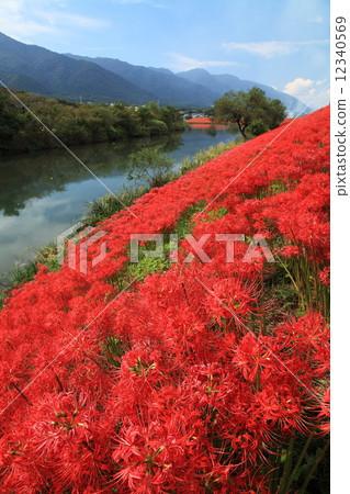 A cluster amaryllis of Tsuya River 12340569