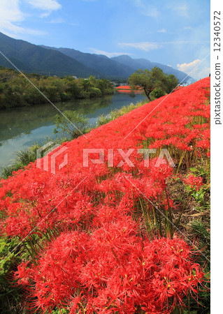 Tsuya河的群集孤挺花 12340572