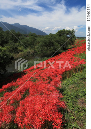 Tsuya河的群集孤挺花 12340584