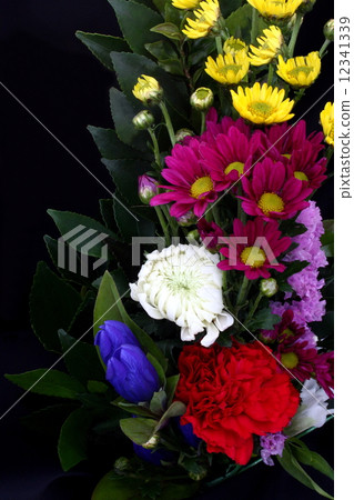 花Shunsaku黑色背景 12341339