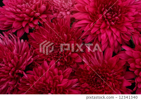 Chrysanthemum Okani donation 12341340