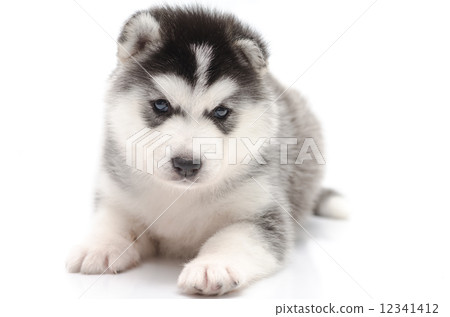Cute little husky puppy isolated on white background 12341412
