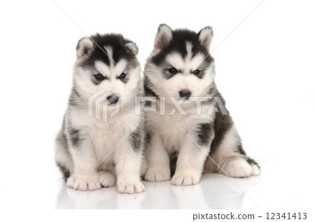 Cute black and white siberian husky puppy sitting and looking on 12341413