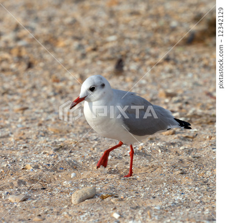 Seagull walking on sand 12342129