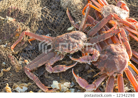 The fresh caught crabs 12342298