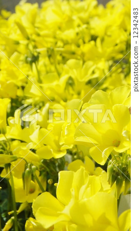 Yellow Oxalis series blooms spectacularly 12342483