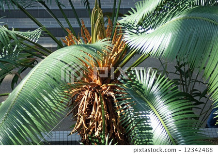 Kikas Lumfi 12342488