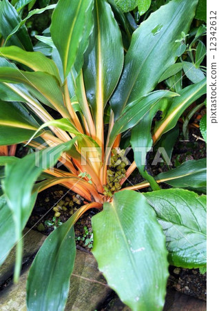 Chlorophytum · Amaniense 12342612