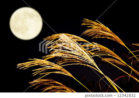 Susuki and the full moon Susuki and the full moon 12342832