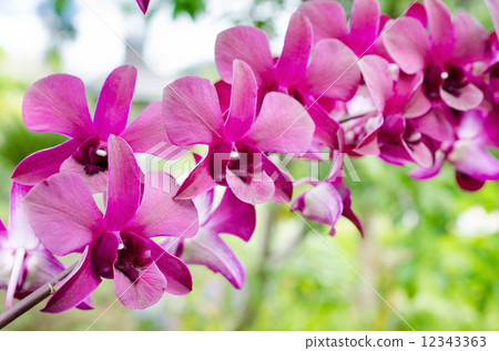 orchid (Phalaenopsis ) 12343363
