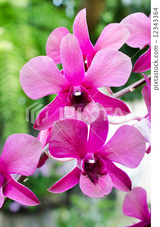 orchid (Phalaenopsis ) orchid (Phalaenopsis ) 12343364