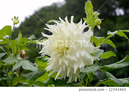 Dahlia flower 12343463