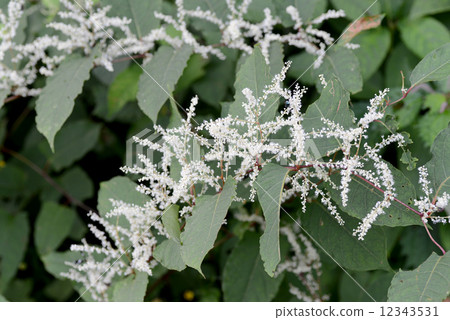 Itadori Itadori 12343531