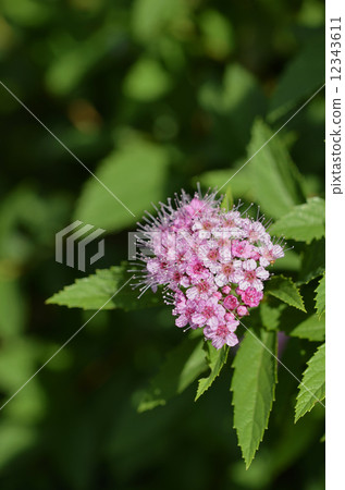 Shimotsuke (Shimono) 12343611