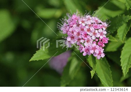 Shimotsuke (Shimono) 12343614