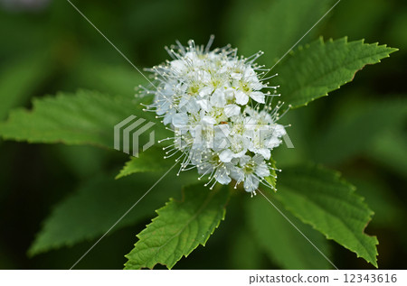 Shirobana Simotetsu (Shirahana Shimano) 12343616