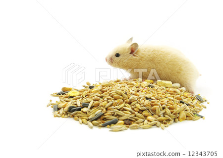 hamster 12343705