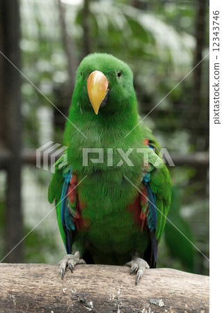 parrot 12343746